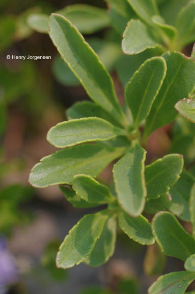 Penstemon ellipticus